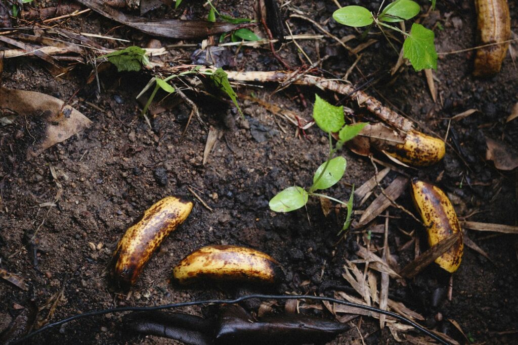 a couple of bananas that are on the ground