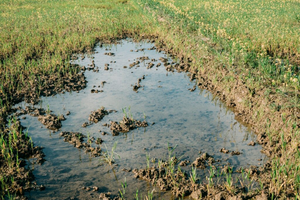 a puddle of water in a field with grass
