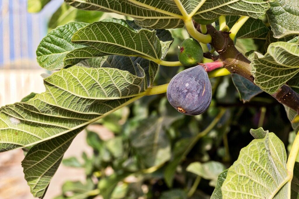 fig, fig tree, fruit, sweet, nature, mature, mediterranean, summer, fig, fig, fig, fig tree, fig tree, fig tree, fig tree, fig tree