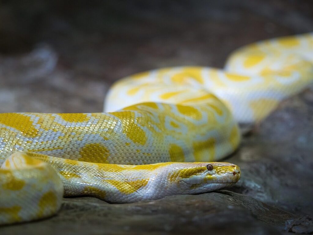 albino burmese python, burmese python, snake, animal, reptile, wildlife, nature, python