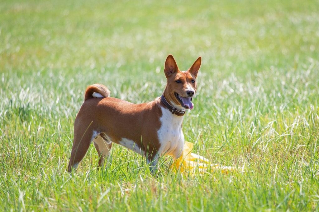 basenji, dog, running, pet, field, nature, outdoors, active, animal, agility, athletic, canine, competition, fun, game