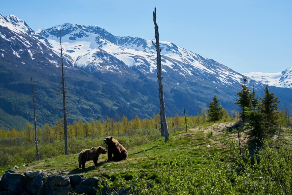 Grizzly bears roam in lush Alaska landscape with snow-capped mountains. Perfect nature and wildlife scene.