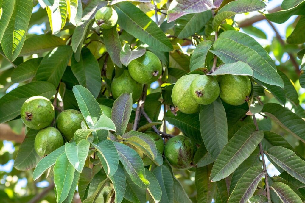guava, green fruits, fruits, guava tree, tree, greenery, leaves, flora, tropical, fresh, garden, gardening, delicious, nutritious, guava, guava, guava, guava, guava tree, guava tree, guava tree, guava tree, guava tree