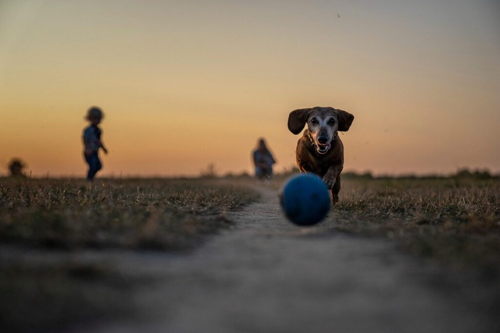pet, animal, game, park, play, old dog, dog park, dog playing fetch, dog, sunset, grass, nature, canine