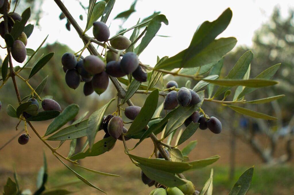 olive, fruit, tree, green, olive trees, trees, nature, georgia, olive oil