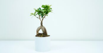 green plant in white pot