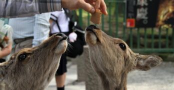 deer, feeding, nature, feed, friendly, hungry