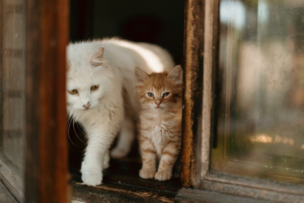 A white cat and kitten by the window.