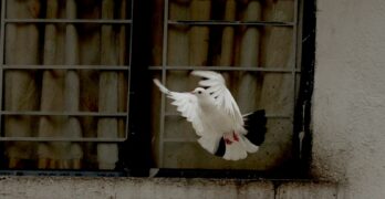 flying pigeon