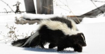 Shunks