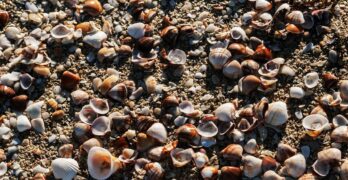 sea shells, sand, rocks, pebbles, beach, tropical, coast, seashell, seashells, nature, exotic, seashore, island, brown island