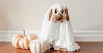 a dog wearing a ghost costume next to a pumpkin