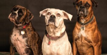Three Boxer dogs posing in a studio setting, showcasing elegance and charm.
