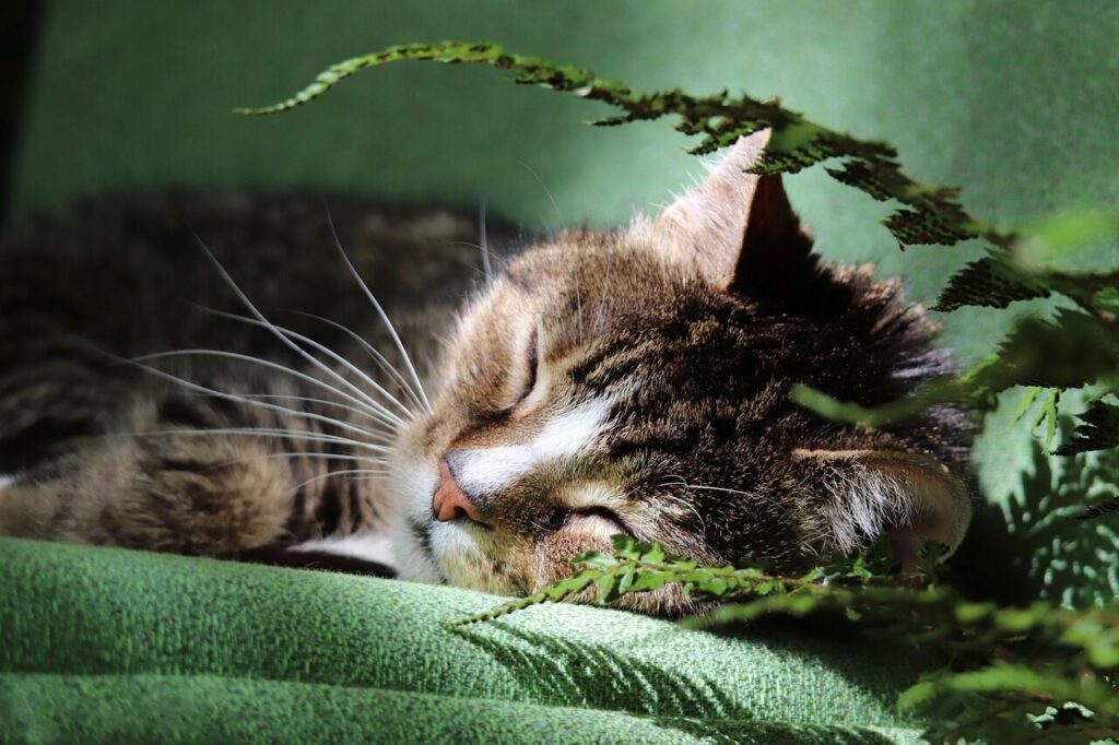 tomcat, cat, domestic cat, pet, animal, european shorthair, tabby, whiskers, sleeping