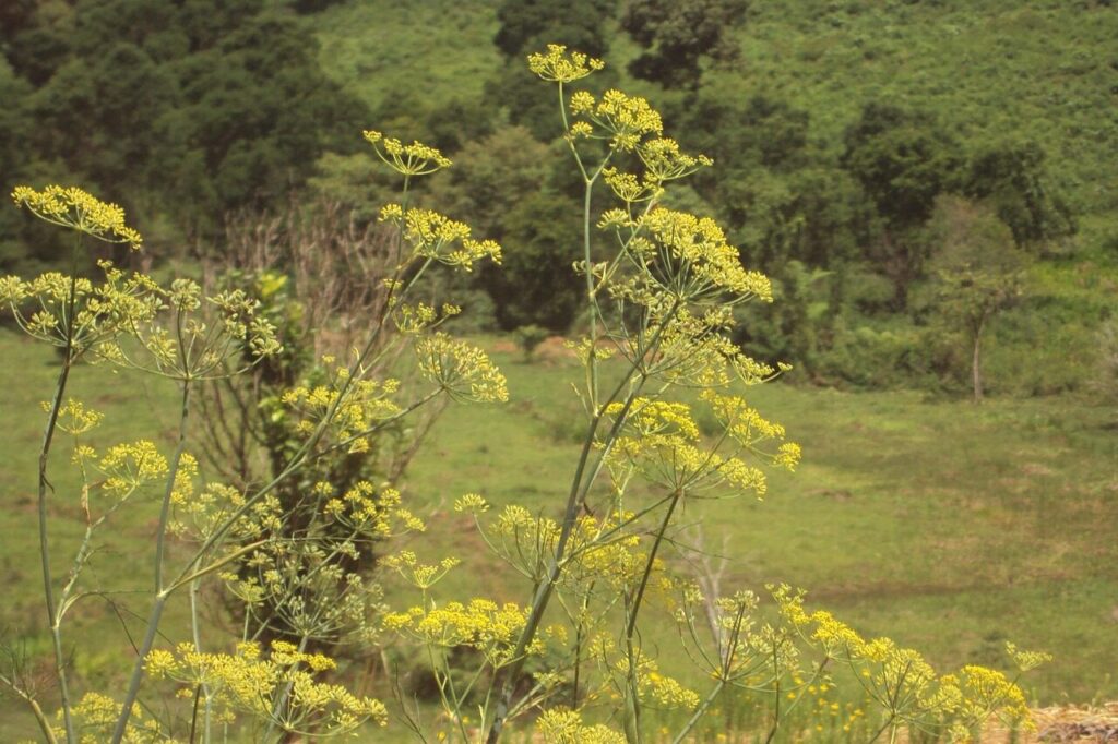 nature, plant, fennel, flower, garden, flower wallpaper, green, vegetation, brazilian plant, tree, bush, brazilian flora, sheets, brazil, forest, botanist, environment, beauty, flower background, flowers, beautiful flowers, tranquility