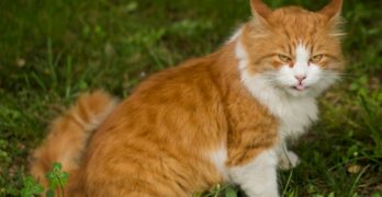 an orange and white cat sitting in the grass
