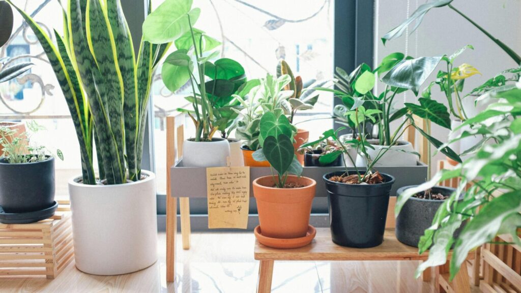 Collection of vibrant houseplants in pots by a window, enhancing indoor decor.