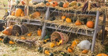orange pumpkin on shelf