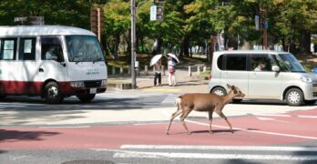 A deer crossing at a pedestrian crosswalk in Nara, Japan with vehicles waiting.