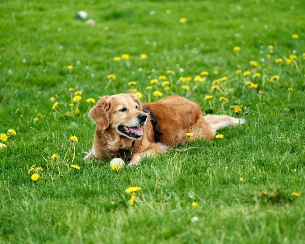 a golden retriever laying in a field of dandelions