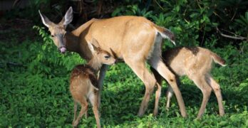 deer, wild life, nature, deer in yard, animals, green life