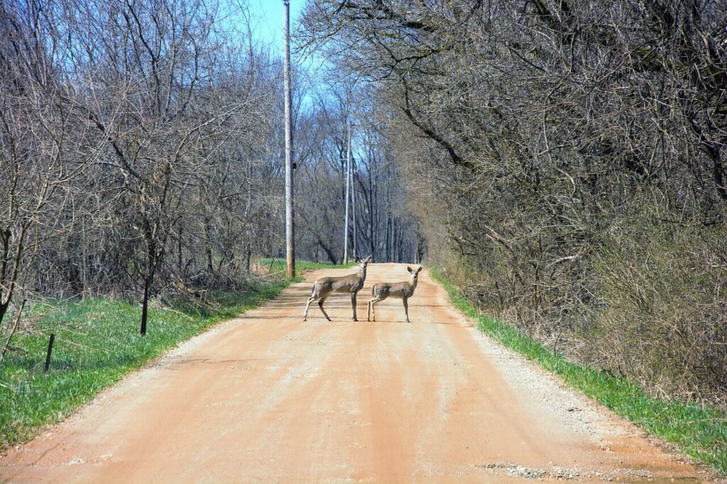 deer, on the road, staring, standing still, gravel road, in the country, woods, forest, country road, whitetail, whitetail deer, brown, young, mammal, nature, wildlife, outdoors, wild, telephone poles, electrical, wires