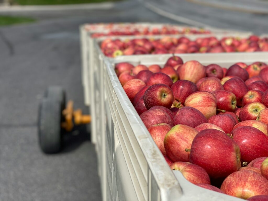 red apples on white plastic crate