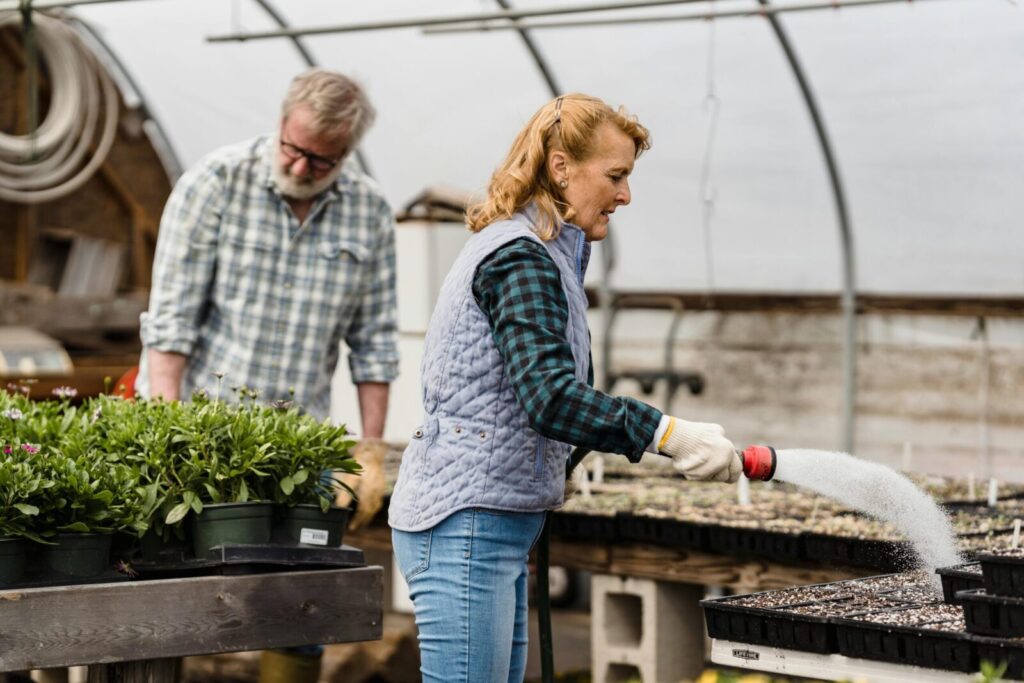 Couple of senior farmers watering planted seeds and caring for green plants while working together in hothouse on summer day