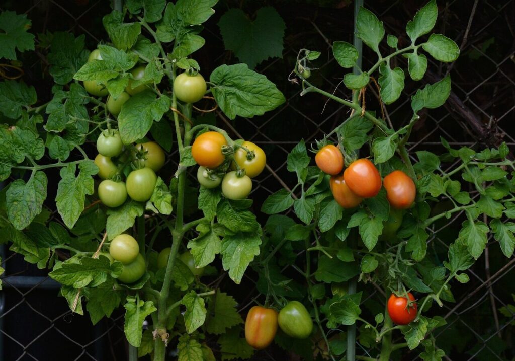tomatoes, vine tomatoes, garden, vegetable growing, nightshade plant, home garden, maturity level, tomato bush, vegetable garden, breed, nature, tomato panicle, immature, maturation, tomato growing