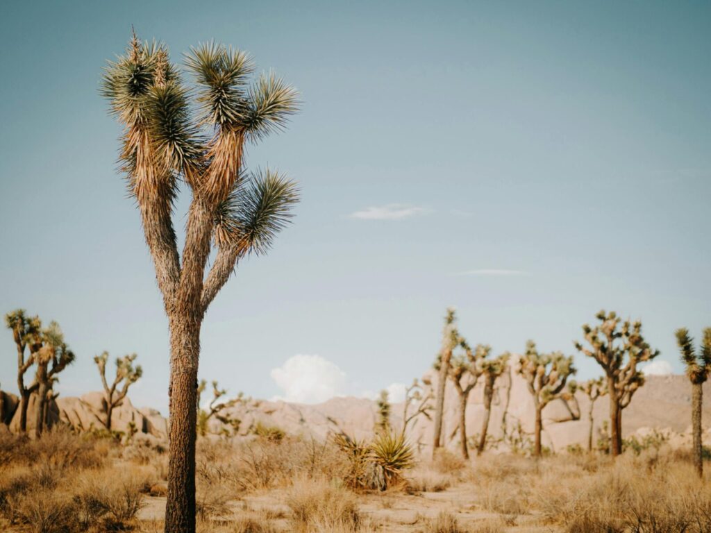 A beautiful view of Joshua Trees against a clear blue sky in the desert.