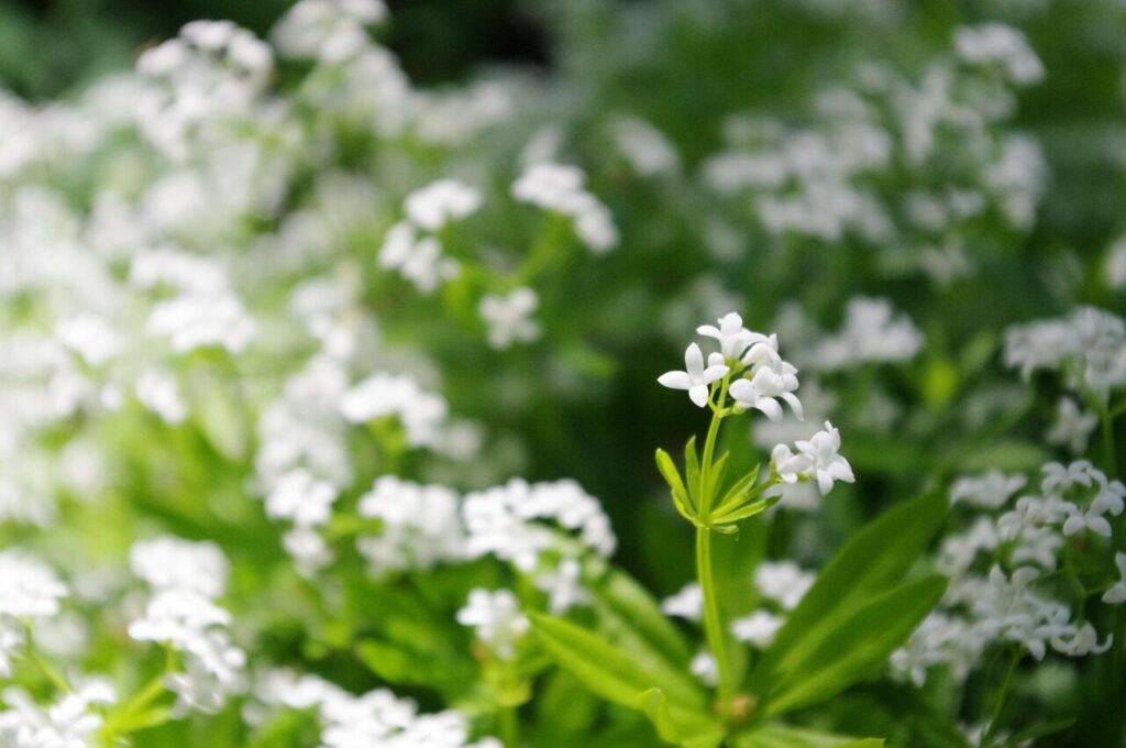 flower, nature, small, beautiful flowers, white, sweet woodruff, spring, garden, tender, bloom, plant, blossom, galium odoratum, petals, blooming, gardening, 大通公園, クルマバソウ, flower background, flower wallpaper, 白い花