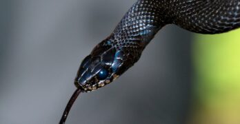 black and brown snake in close up photography