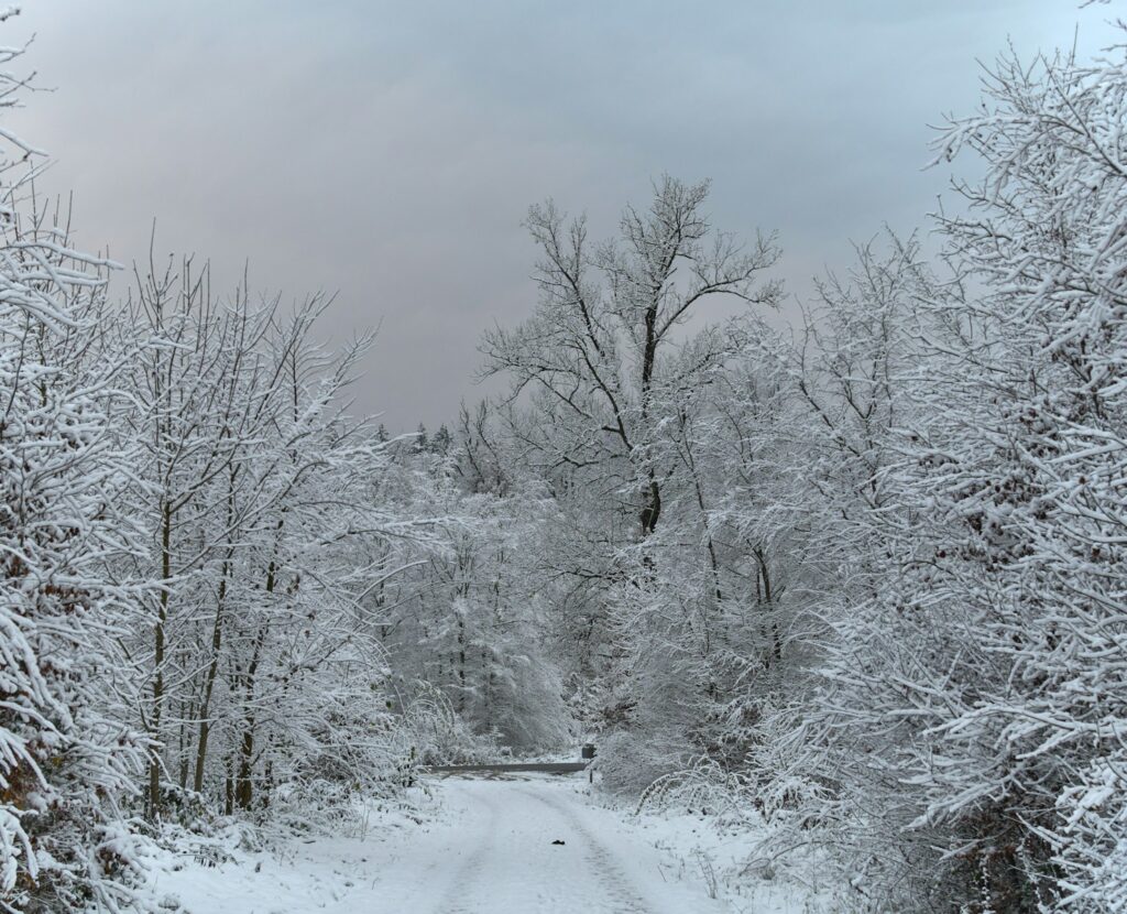 Snowy forest path with covered trees.