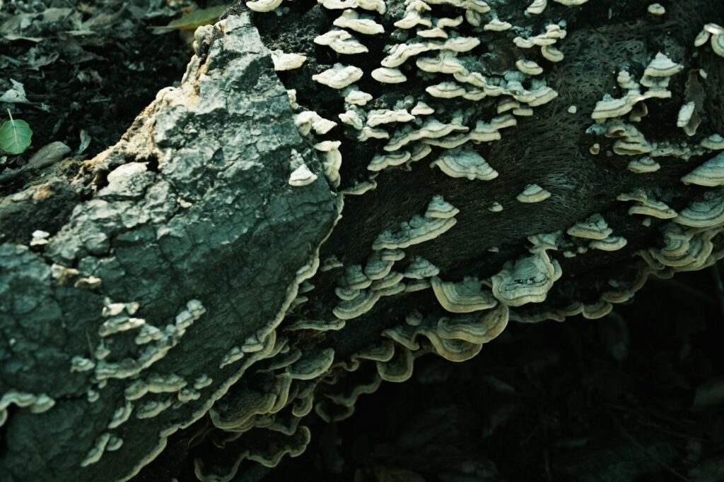 a bunch of mushrooms growing on a tree