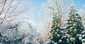 green pine trees during snow season