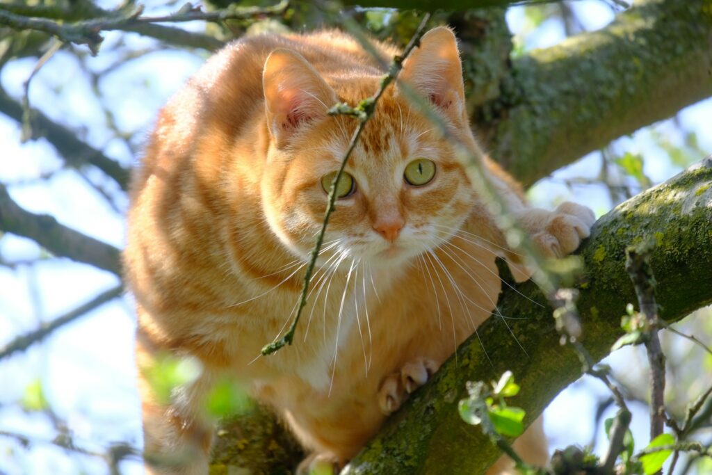 a cat in a tree