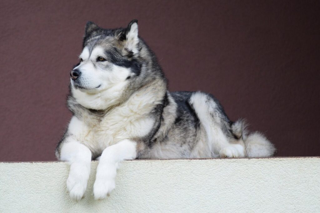 alaskan-malamute, animal, pet, malamute, dog