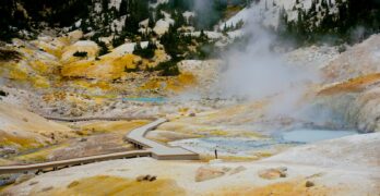 green trees on brown field during daytime