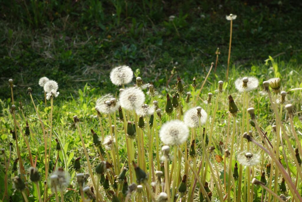 A bunch of dandelions that are in the grass