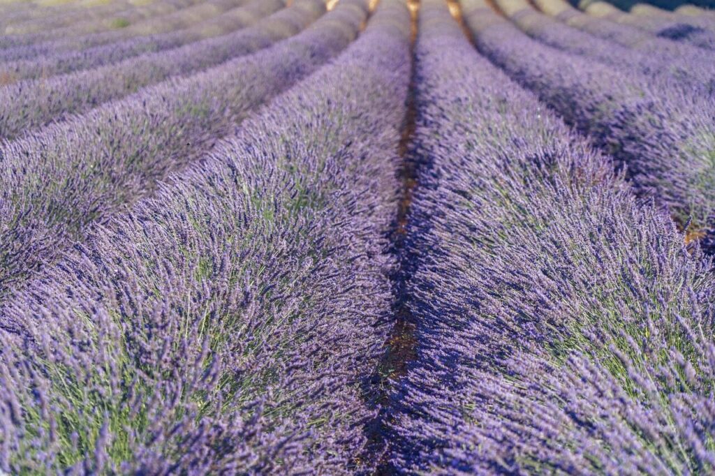 lavender, flower background, beautiful flowers, nature, flower wallpaper, lavender field, flower, purple, lavender cultivation, summer, blossoms, fragrant, provence, south france