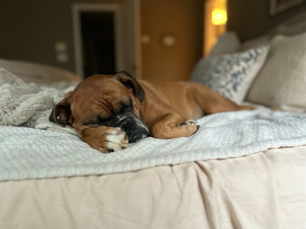 A brown dog laying on top of a bed