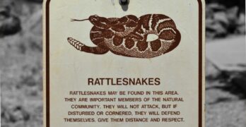 Rattlesnakes poster