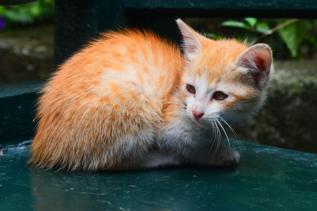 a small orange kitten sitting on top of a green bench