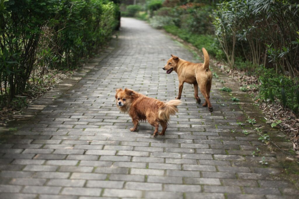 a couple of dogs that are standing on a brick road