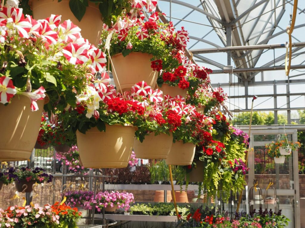 Colorful hanging flower baskets in a sunlit greenhouse in Ivyland, Pennsylvania.