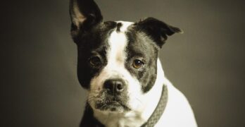 dog, pet, collar, dog collar, domestic, domestic dog, black and white dog, canine, portrait, dog portrait, mammal, animal, nature, purebred