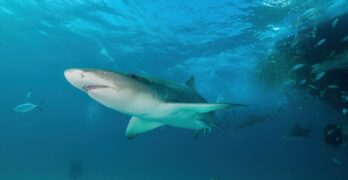 white and black shark under water