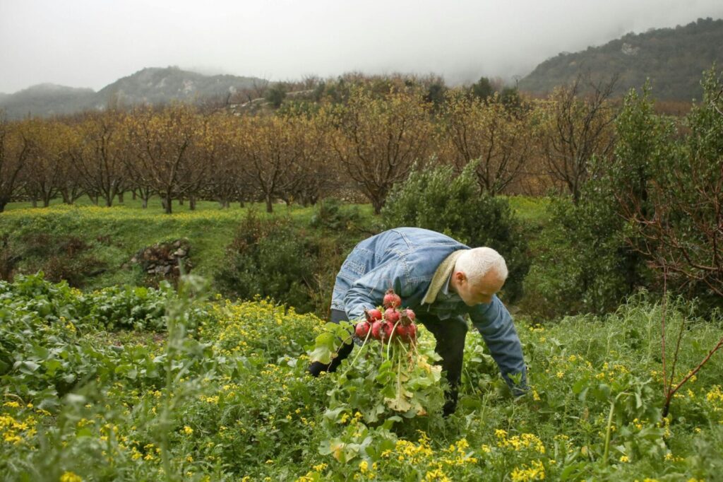 Elderly farmer picking radishes in a lush Syrian field surrounded by trees and mountains.
