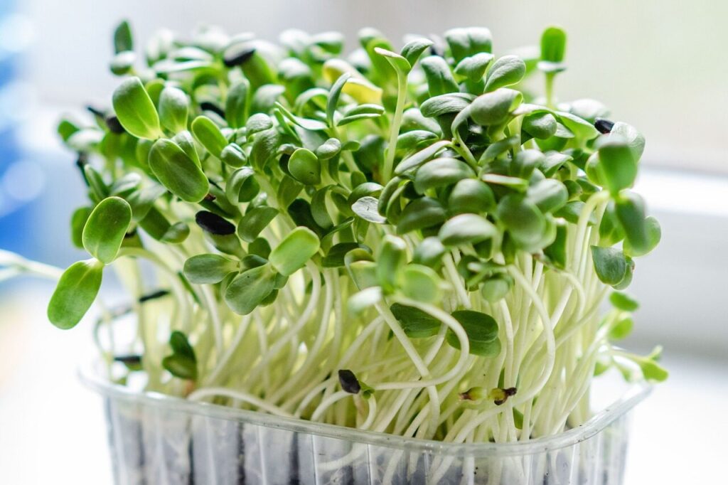 microgreen, sprouts, plants, nature, vegetables, botany