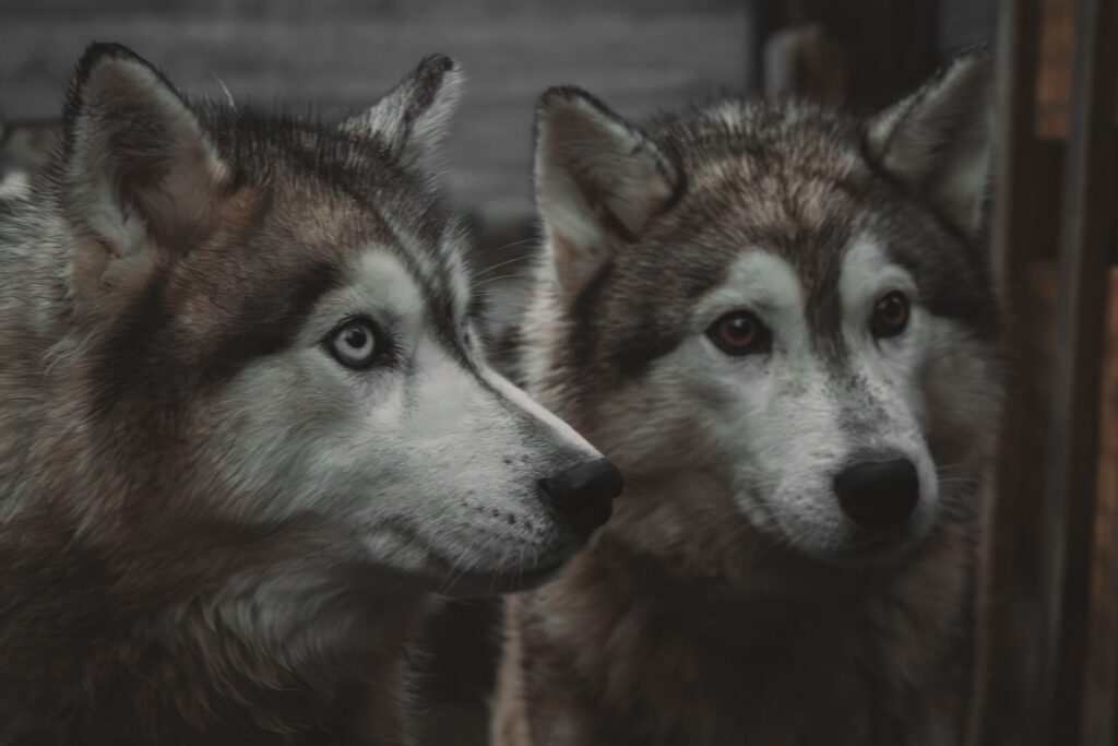 Two husky dogs with striking blue eyes